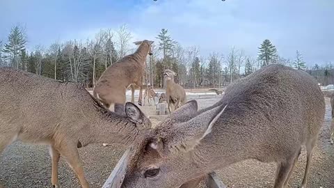 Deer fight 🥊🥊🦌🦌