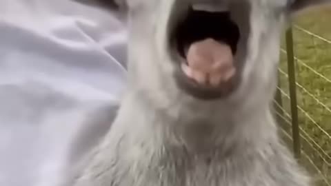 Funny video animal