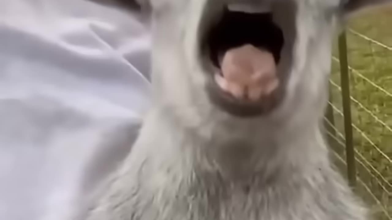 Funny video animal