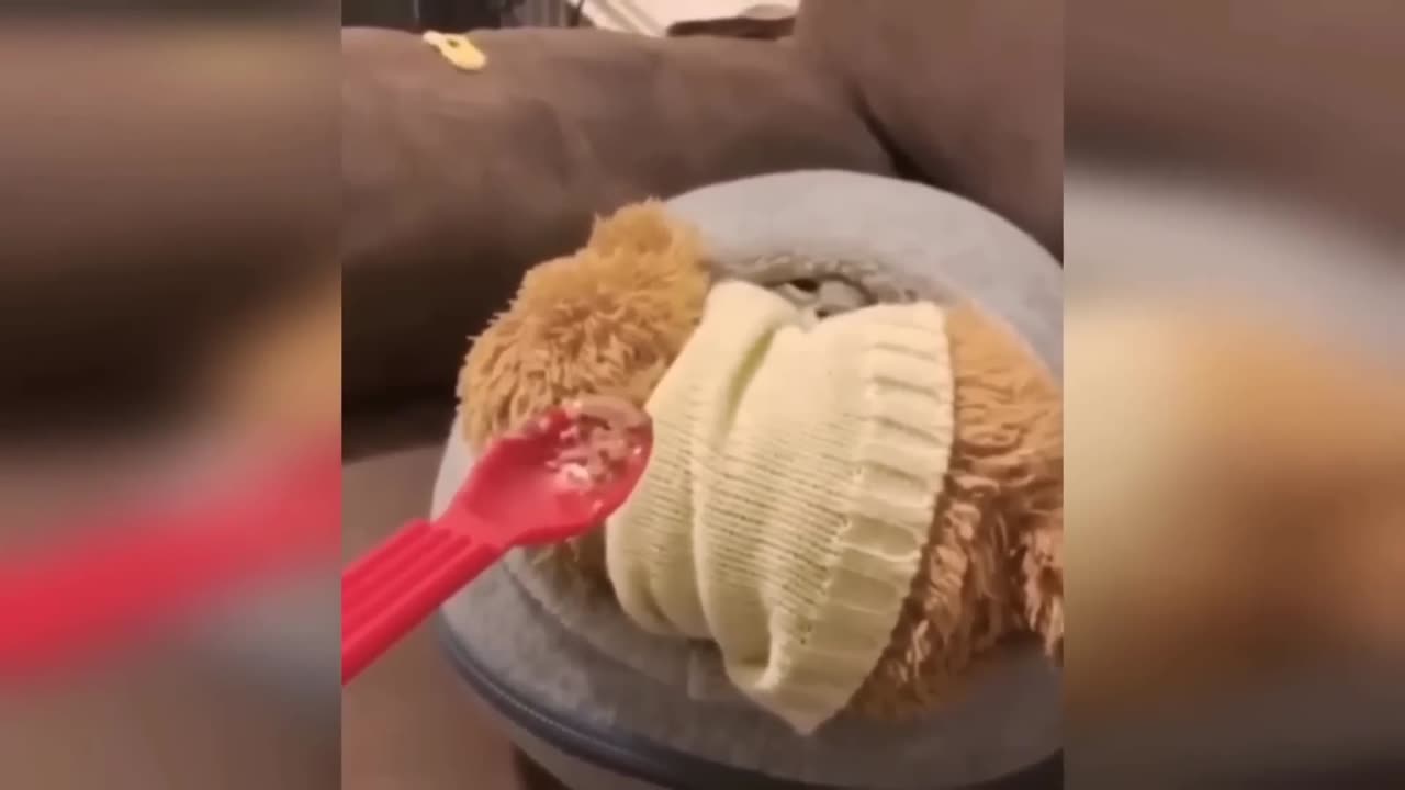 "Hilarious Animal Antics: The Funniest Moments!"