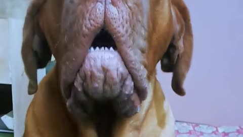 French Mastiff Looking Bold And Acting Goofy!!!