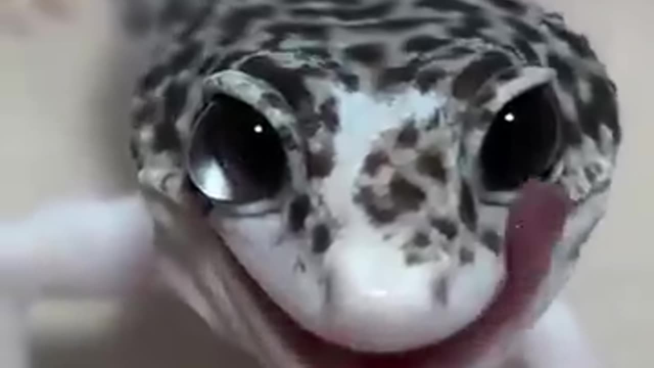Leopard geckos always look like they're in on a joke-and honestly, they kinda are