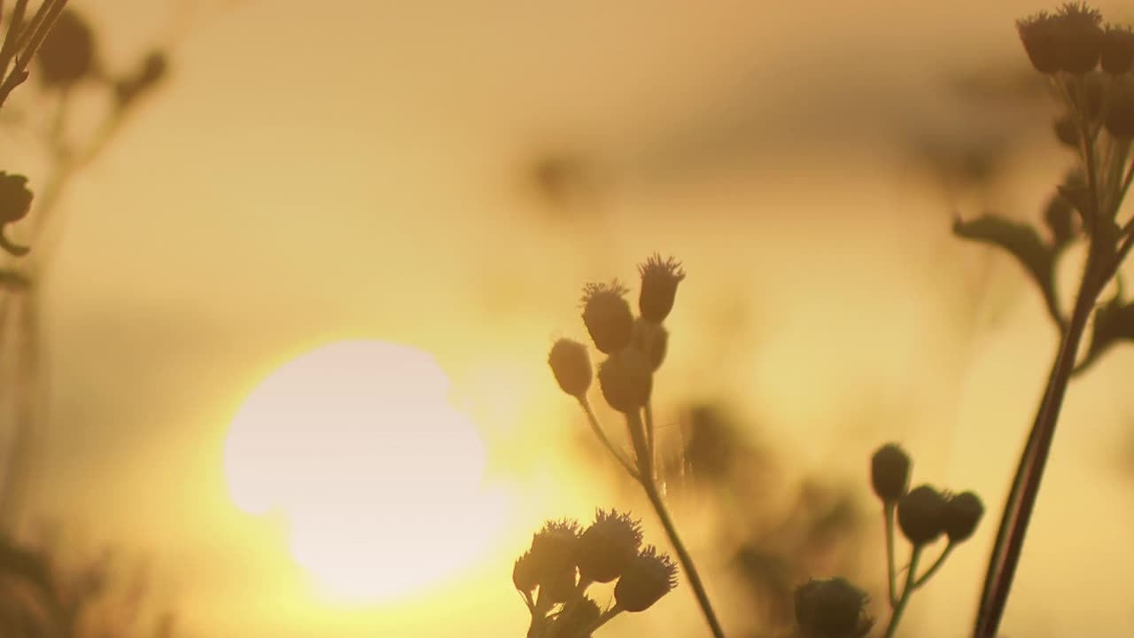 Bom dia