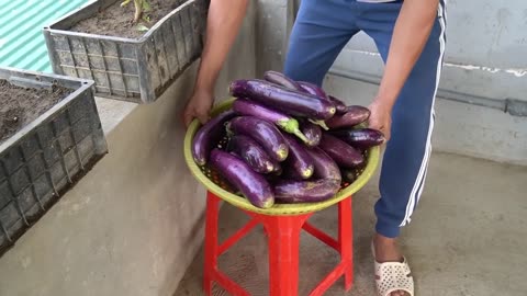 Bucket Gardening: My Best Eggplant Harvest Ever!