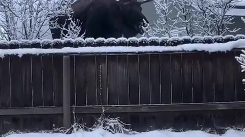 Woe Day 124. I am in the ark. Waiting for GOD to open the Door for a spring/summer Pentecost rapture