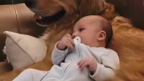 Golden Retriever and Babies are Best Friends