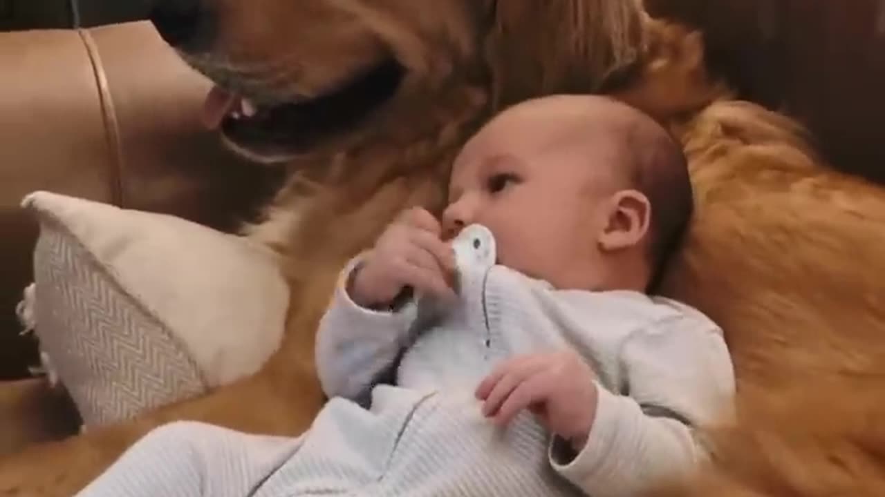 Golden Retriever and Babies are Best Friends