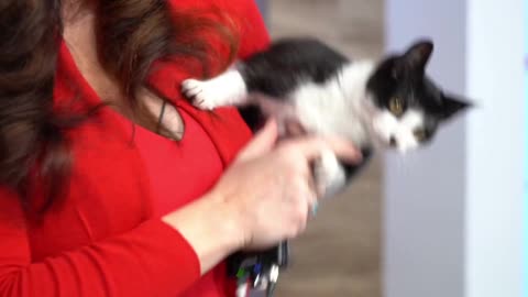 Pick of the Litter: Meet Charlie Chaplin, who's available for adoption now