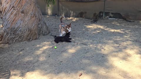 Ash - Sweep the leg at the dog park - 4K
