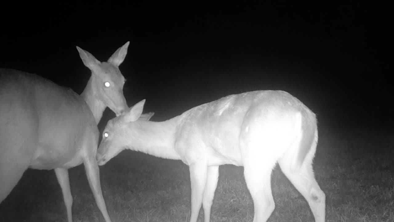 Wild Boar Piglet's, TX Night Hogs & Deer Wkly 04/18/25