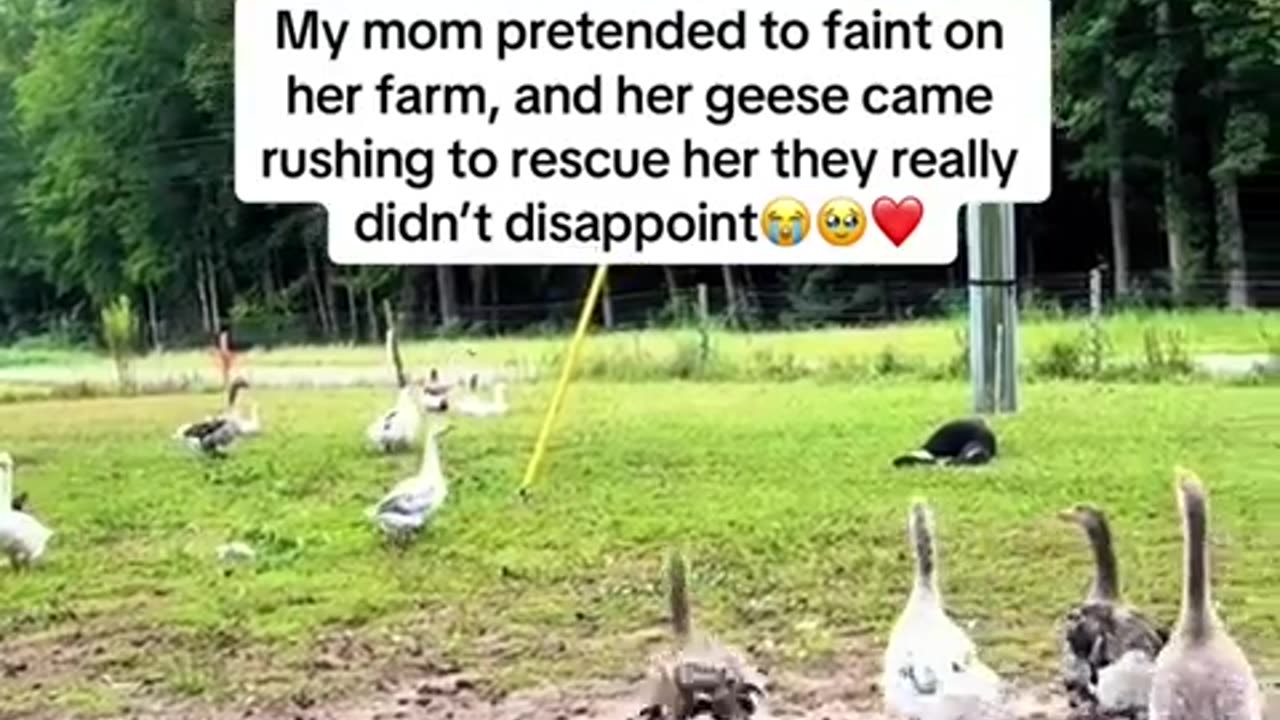 😂🐶 Ohhh heavens! Is she alright out there? | FunFM