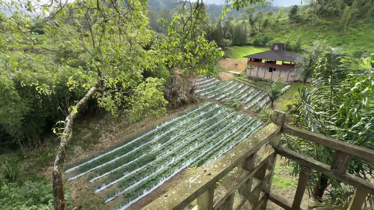 Climbing Up a Treehouse | A Peaceful Escape Above the Ground