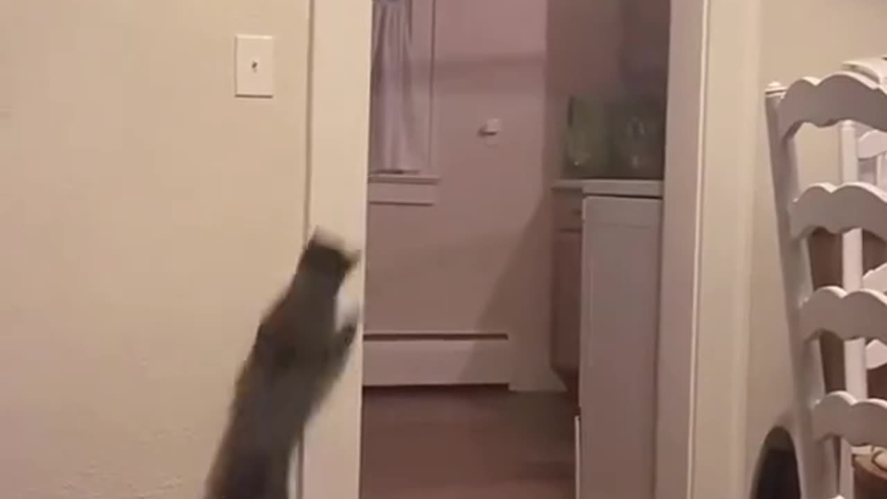 Funny Animal