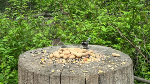 Live : Cat TV for Cats to Watch 😺 Cute Chipmunks, Birds, Squirrels 🐿 Nature Fun 4K HDR