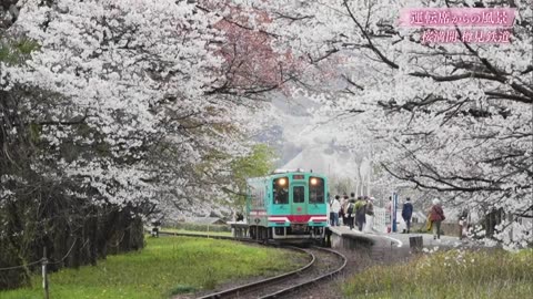運転席からの風景10min. 桜満開!ローカル鉄道