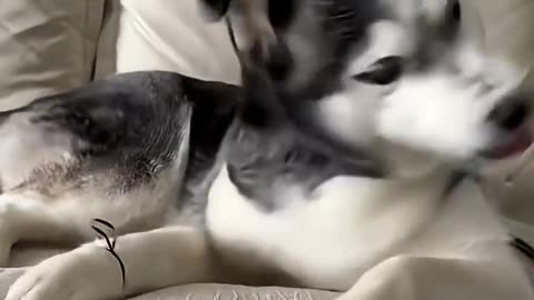 funny animal videos😁🤣😁🤣😁🤣