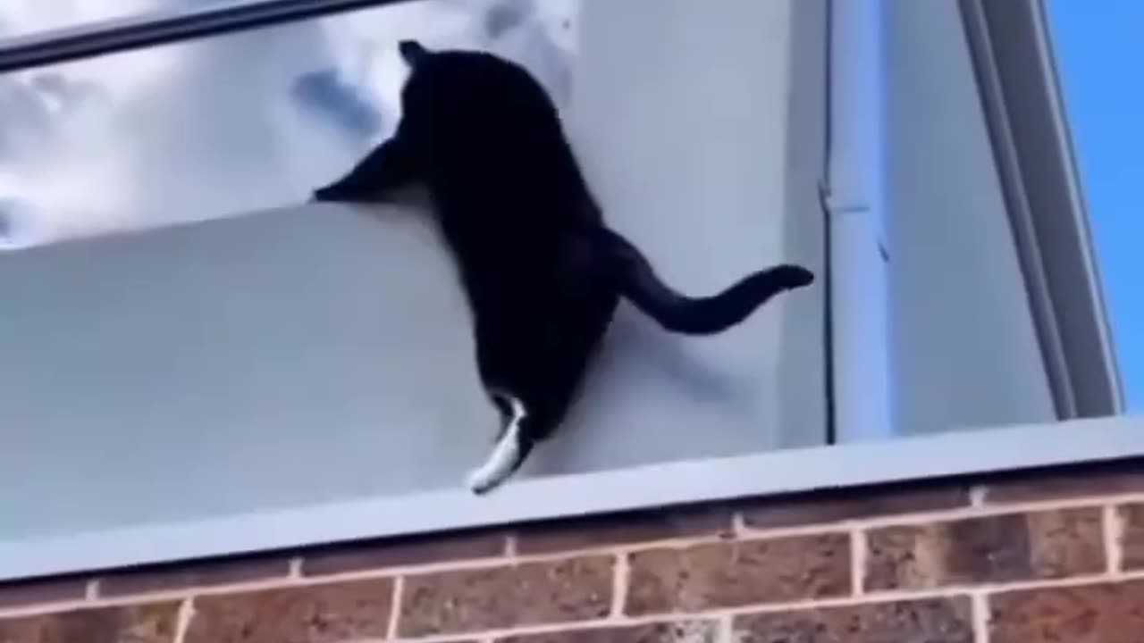 FUNNY MOMENTS CATS COMPILATION P.2
