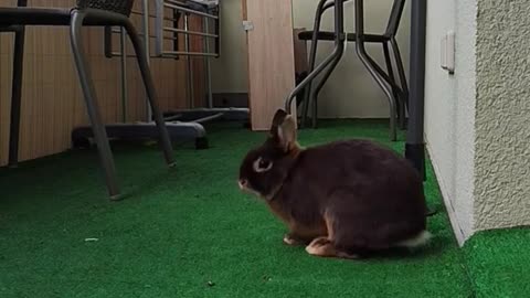 🐰😂 This Bunny is the Real Star of the Show! | FunFM