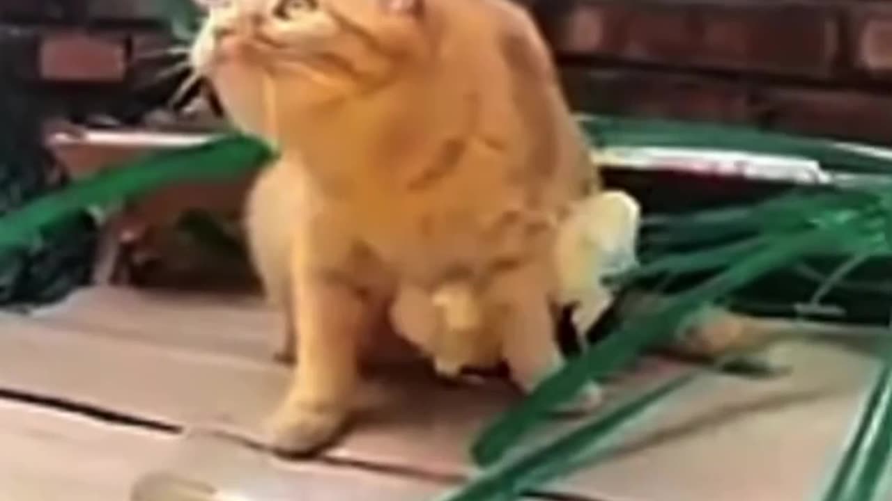 Cat save the chick 🐥