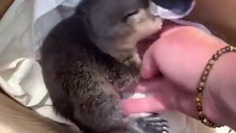 Animal caught on camera