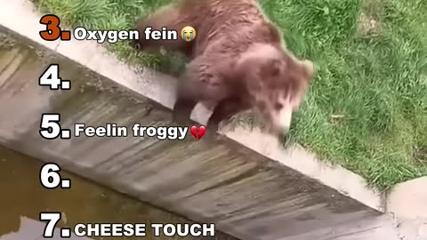 Funny animals video