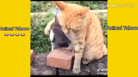 TRY NOT TO LAUGH - cute Pets and Funny Animal Videos