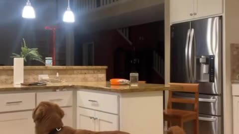 Playing Hide and seek with my doggy!