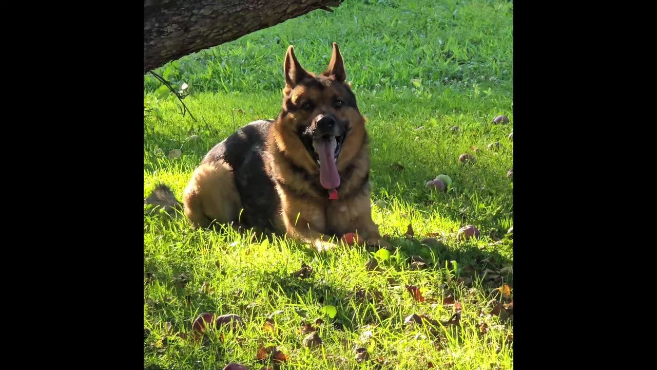 Virgil the sable german shepherd.