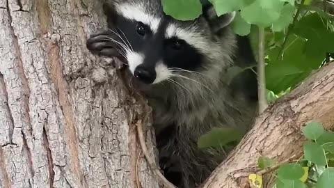 Raccoon Hisses at Me on My Morning Walk