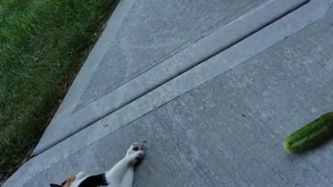 Why Are Cats So Scared Of Cucumbers?