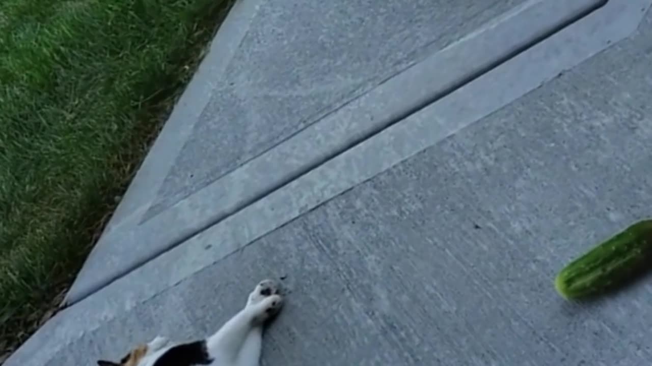 Why Are Cats So Scared Of Cucumbers?