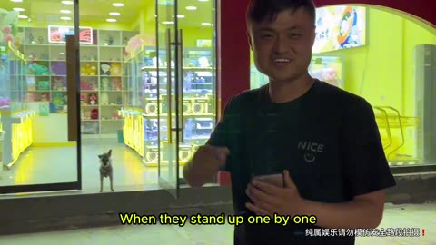 #HumanAndDogCrazySeries #OneHumanOneDogTwoGoofballs #DogKingTalentShow Today I met a Schnauzer.
