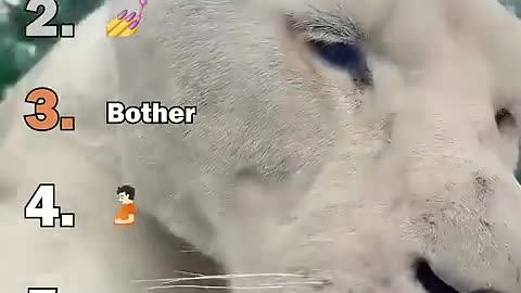 Best Big Cat Pet Moments