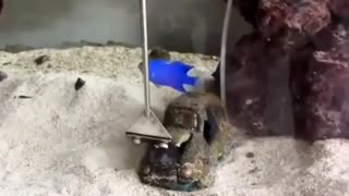😂🐟 This Fish is FED UP! Demanding Order Now! | FunFM