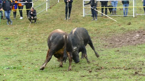 Peran od Bilješkovića vs Rony od Pračalića Dar Mar 2025