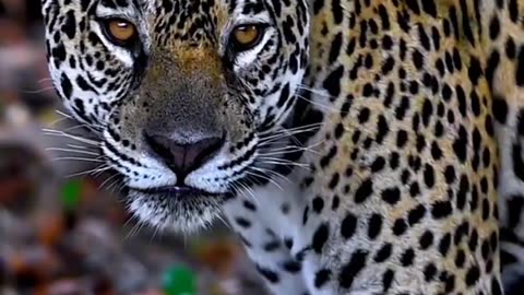 Guardian of the Forest: The Jaguar