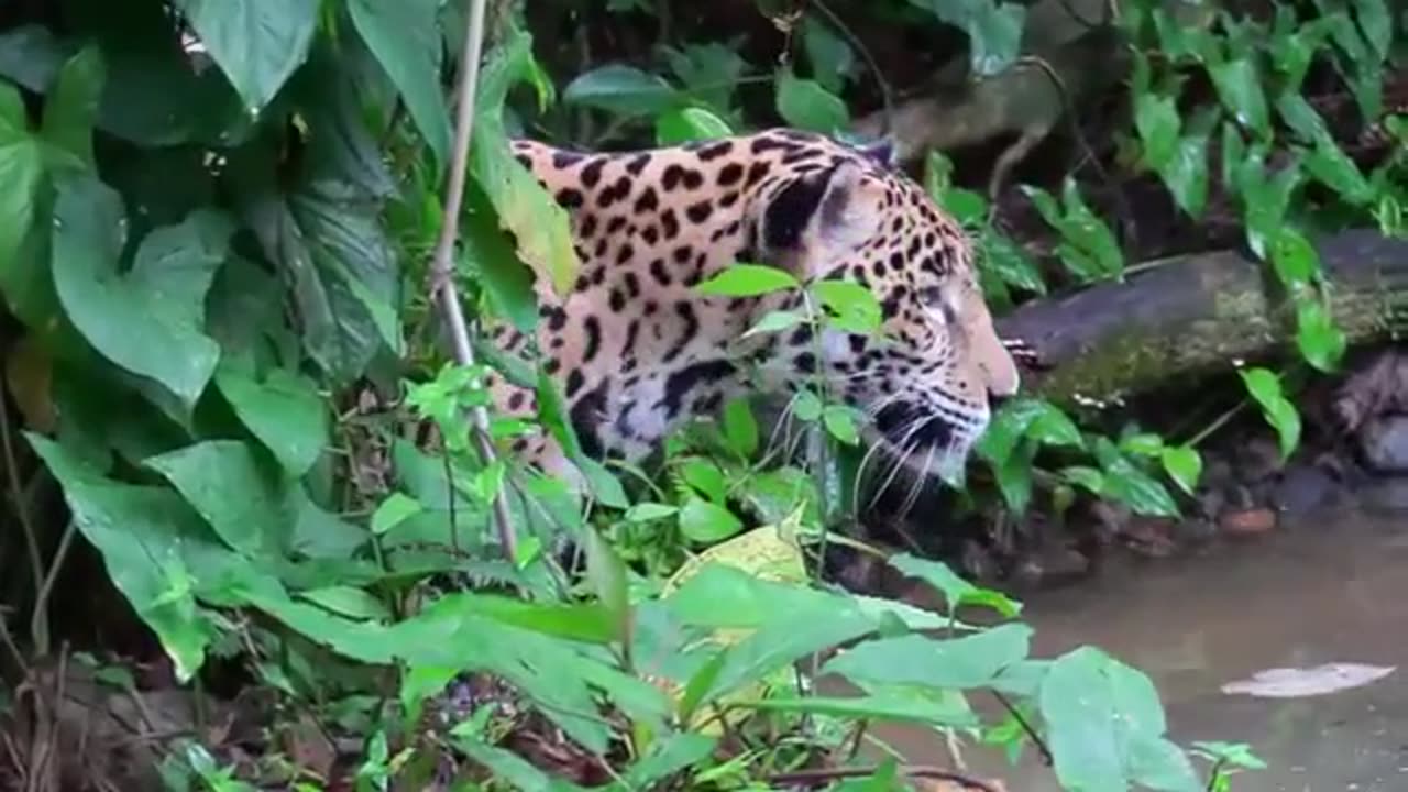 Funny Beautiful Animals