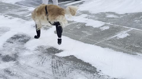 Dogs Aren't Fans Of Winter Suspenders
