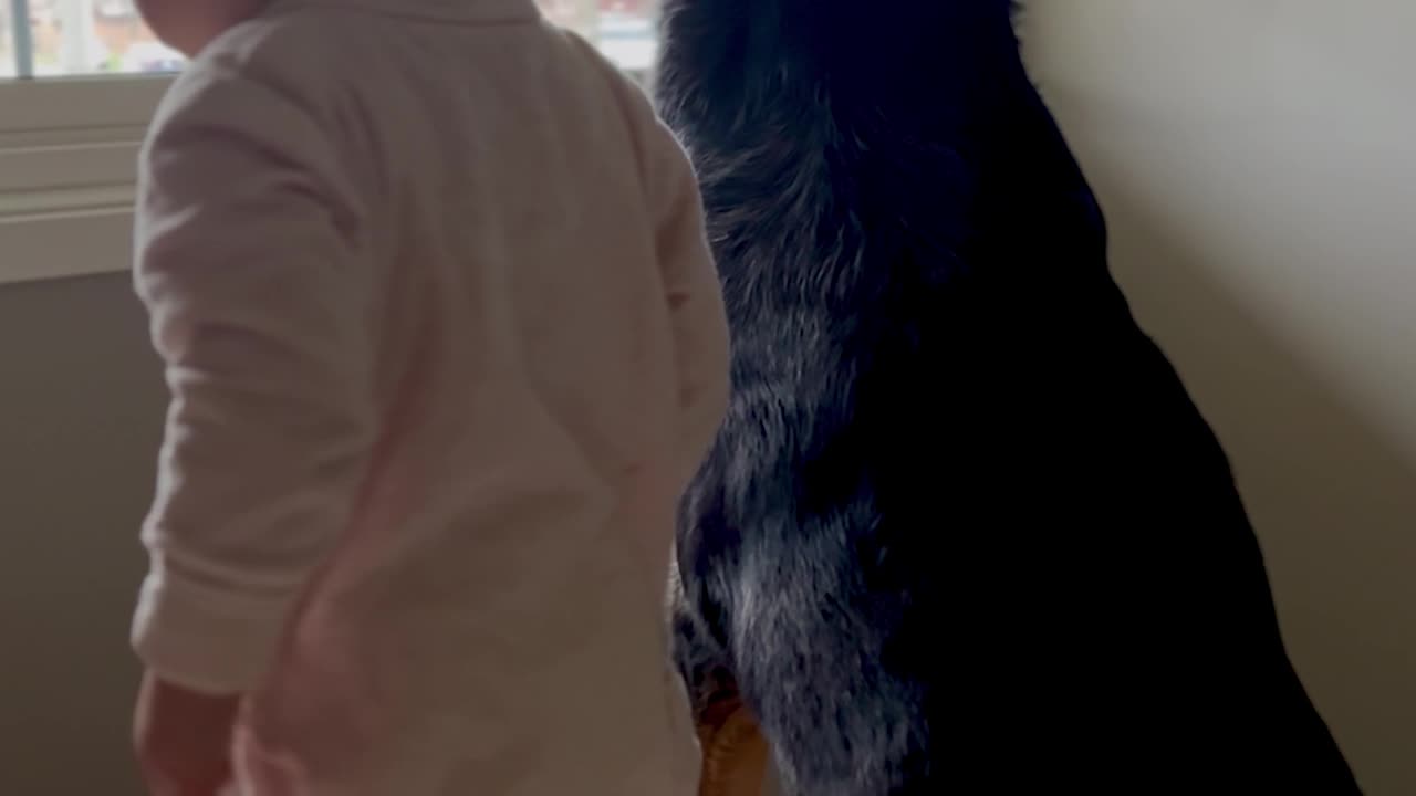 Baby Copies Rottweiler's Shake