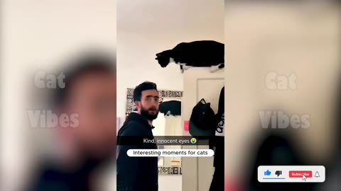 funny cat's video