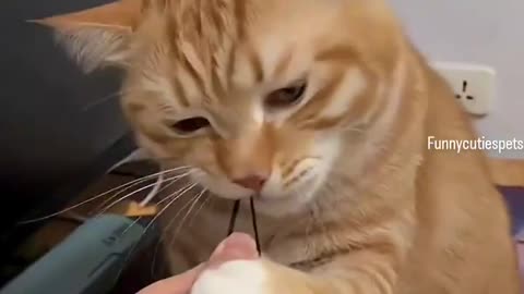 Why Is It Always the Orange Cat? 😭🧡