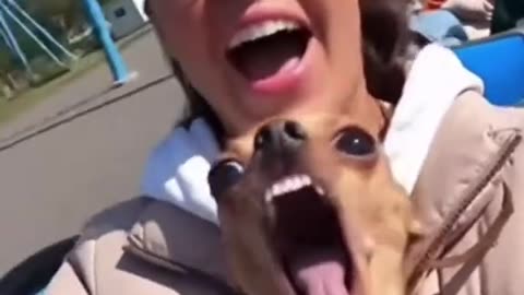 Funny Chihuahua