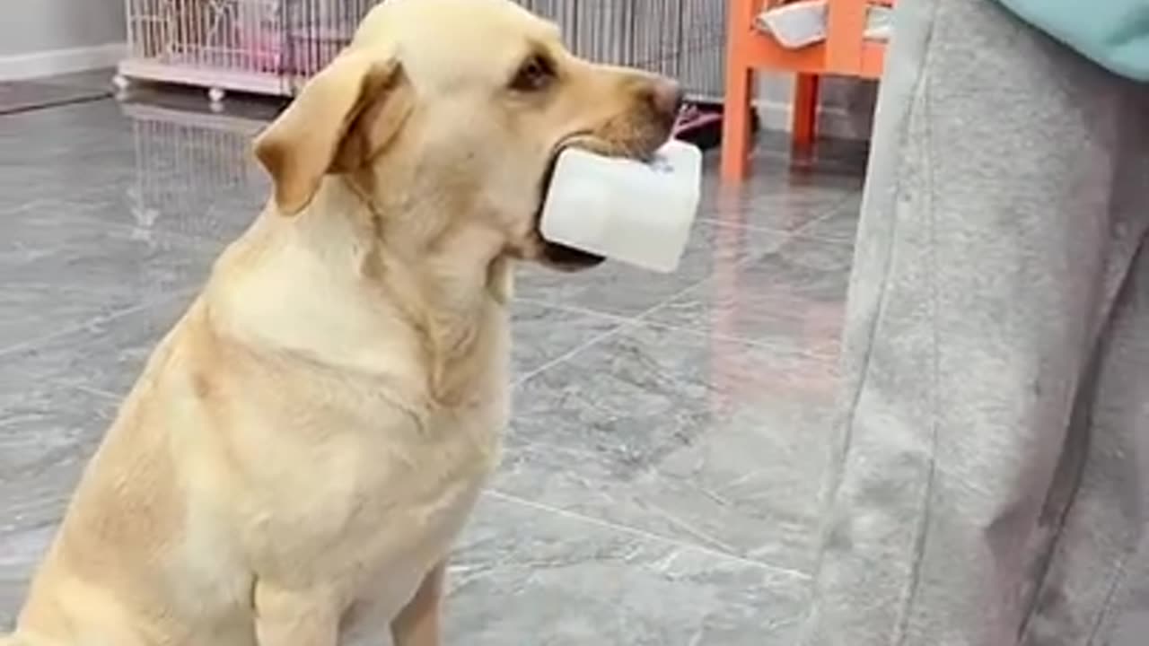 Dog Nursing Home Care