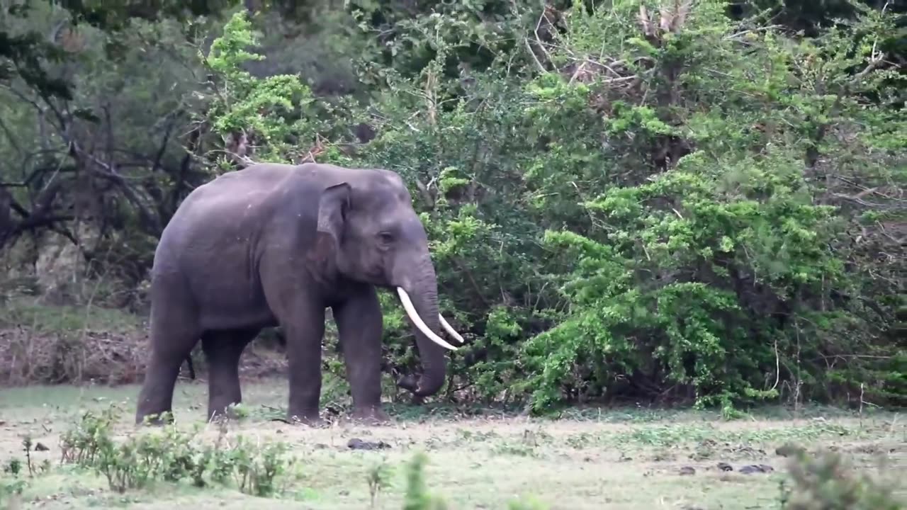 WILD LIFE