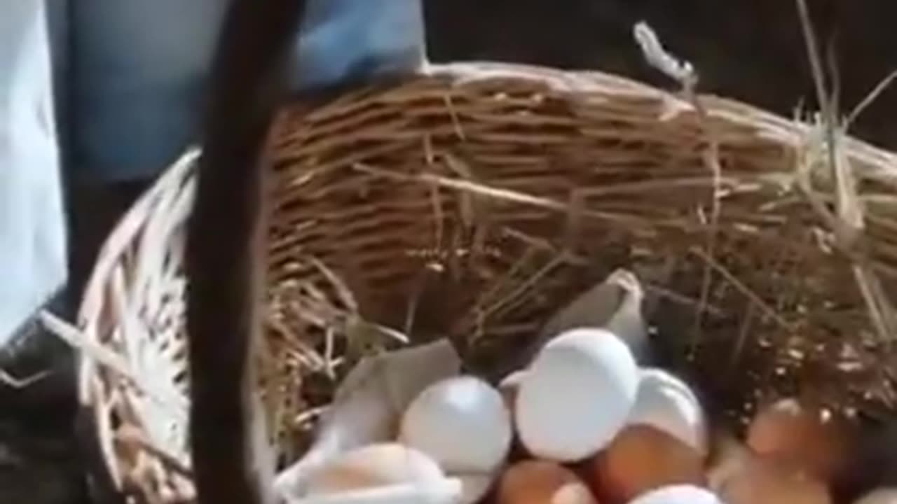 HOW THE AMISH PRESERVE EGGS 🥚 FOR A LONG PERIOD OF TIME
