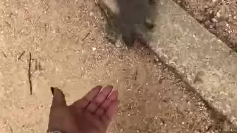 Always be wary of squirrels