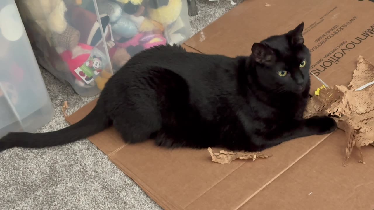 Cute Precious Piper Stops Playing When Being Recorded - Adopting a Cat from a Shelter Vlog