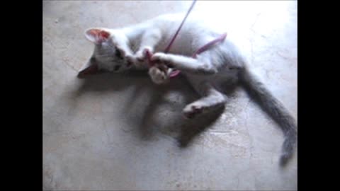 Gatinho Aloprado