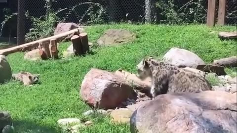 🤯✨ Watch Snow Leopard Mother Pretend to Be Scared by Cub! | FeedMyCuriosity