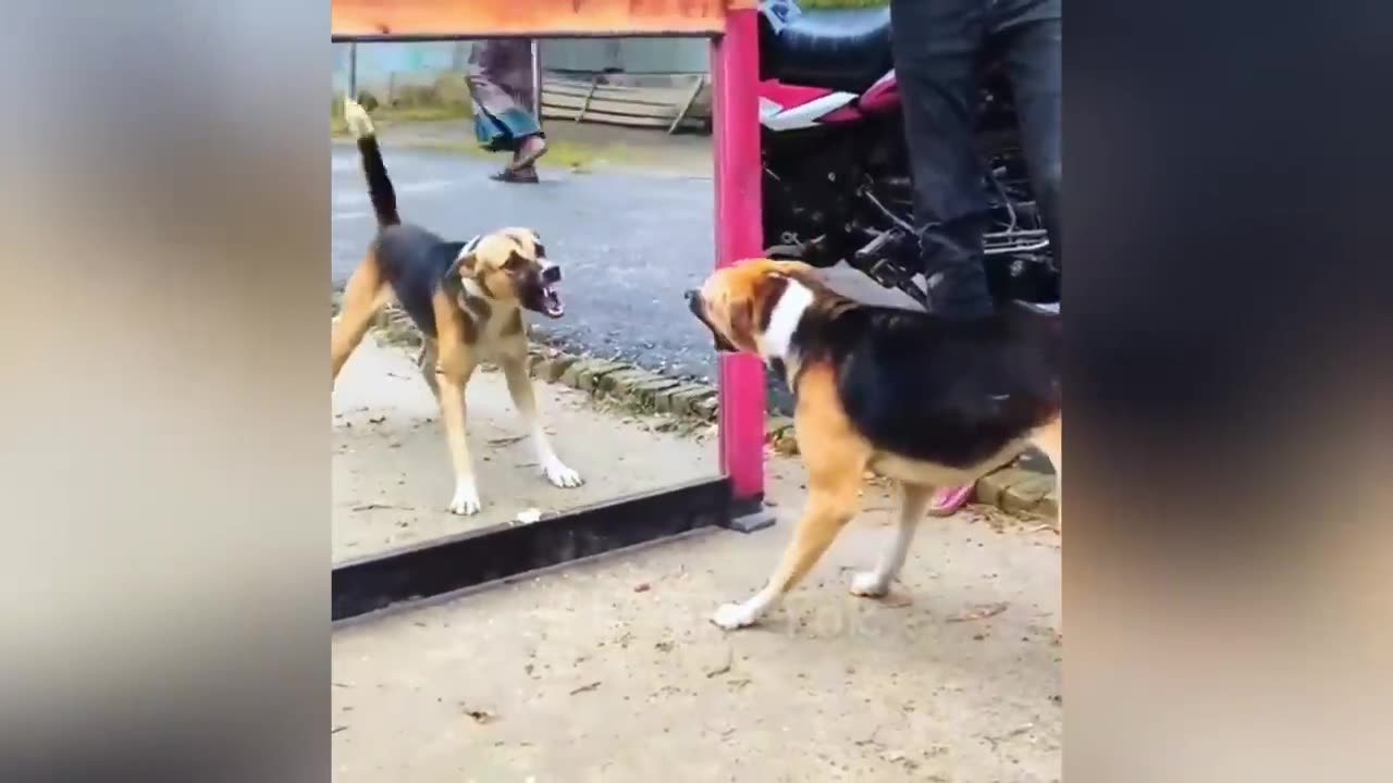 Try Not To Laugh | Funniest Animal Videos #2😂